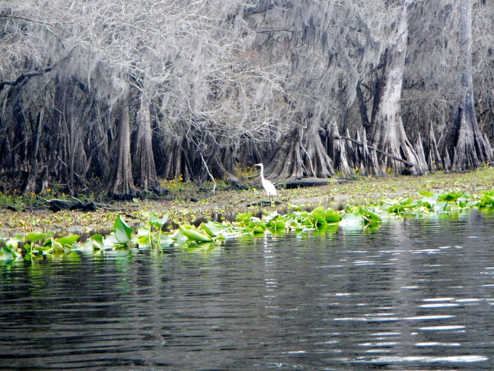 Suwannee River Passed Fanning - 04