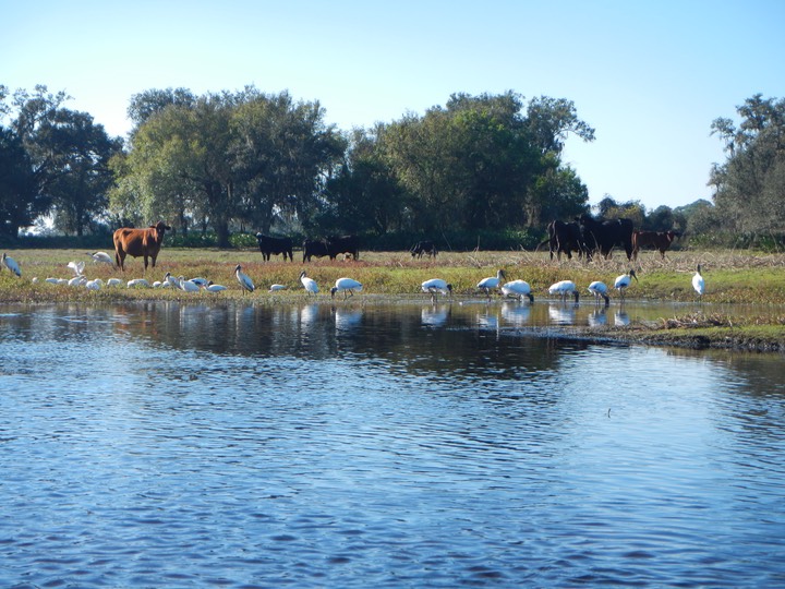 Arbuckle Creek 1/27/13 - 17