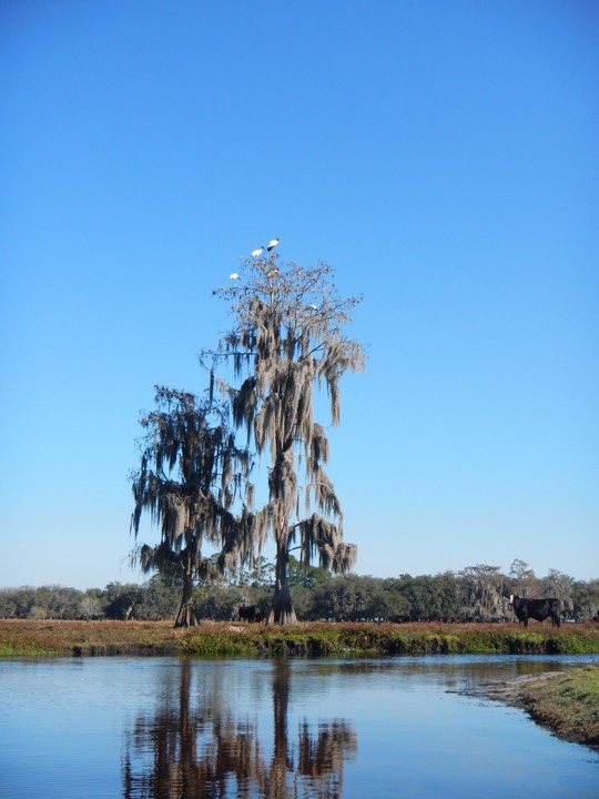 Arbuckle Creek 1/27/13 - 21