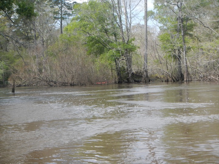 Ochlockonee River 3/18/13 - 09