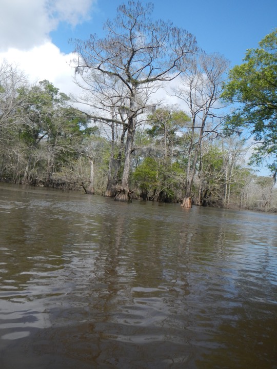 Ochlockonee River 3/18/13 - 13