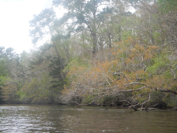 Ochlockonee River 3/20/13 - 09