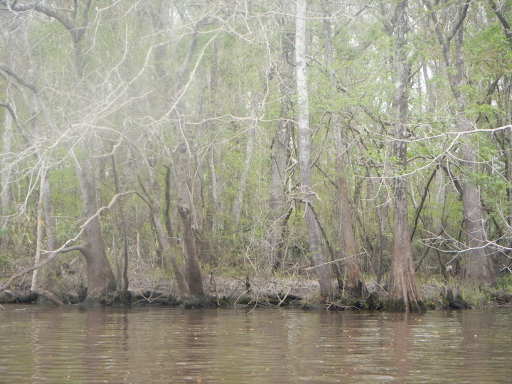 Ochlockonee River 3/20/13 - 10