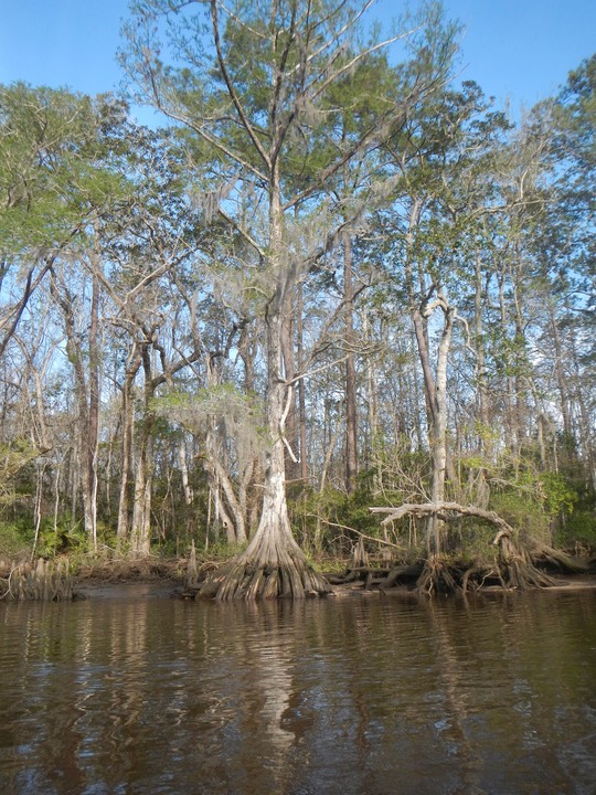 Ochlockonee River 3/21/13 - 15