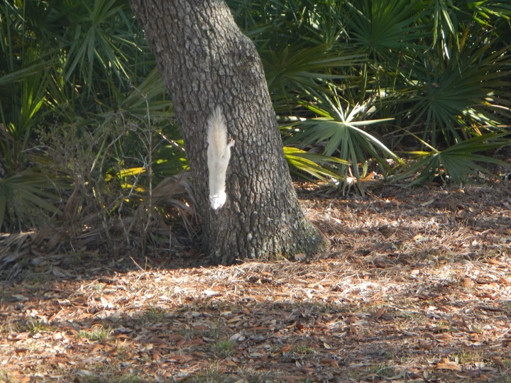 Ochlockonee River 3/21/13 - 29