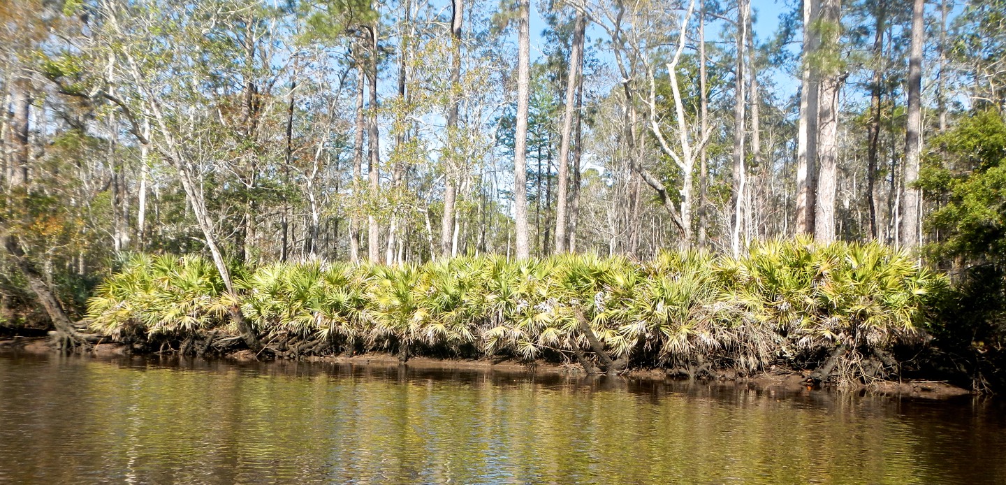 Ochlockonee River 3/21/13 - 16