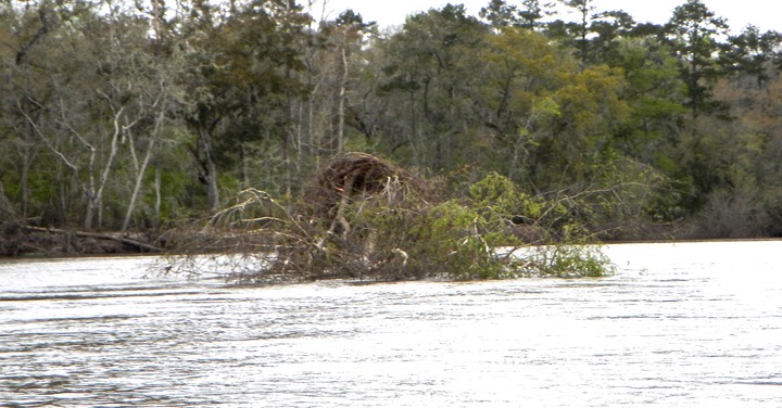 Ochlockonee River 3/17/13 - 16