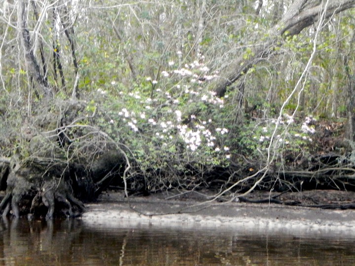 Ochlockonee River 3/21/13 - 13