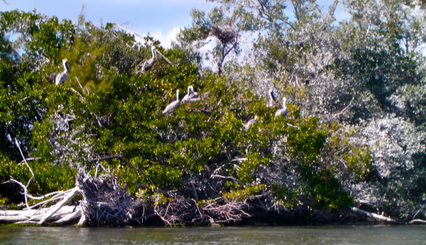 INDIAN RIVER PADDLE 2/22/11 - 15 copy