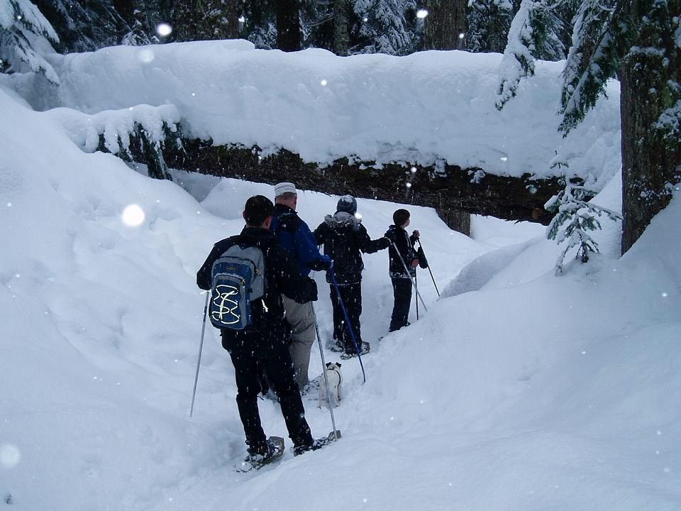 Under the snowy  log